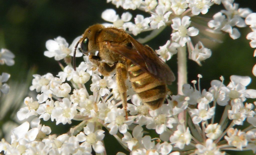 Assomiglia a Halictus subauratus....